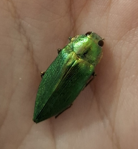 Latipalpis plana