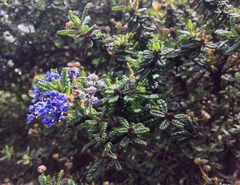 Ceanothus impressus