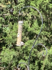 Baeolophus atricristatus