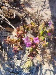 Micromeria maderensis