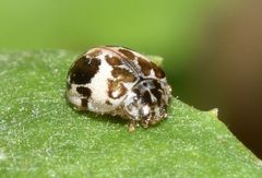 Psyllobora bicongregata