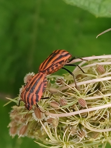 Continental Striped Shield Bug