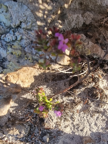 Micromeria maderensis, photograph 2