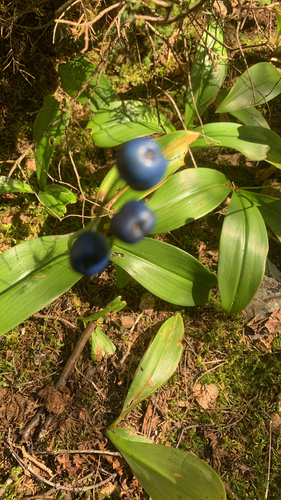 bluebead lily