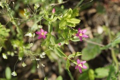 Centaurium pulchellum