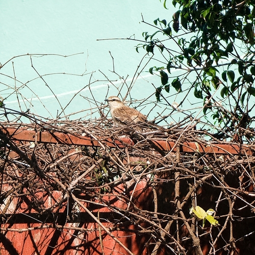 Chalk-browed Mockingbird