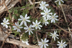 Anemonoides amurensis