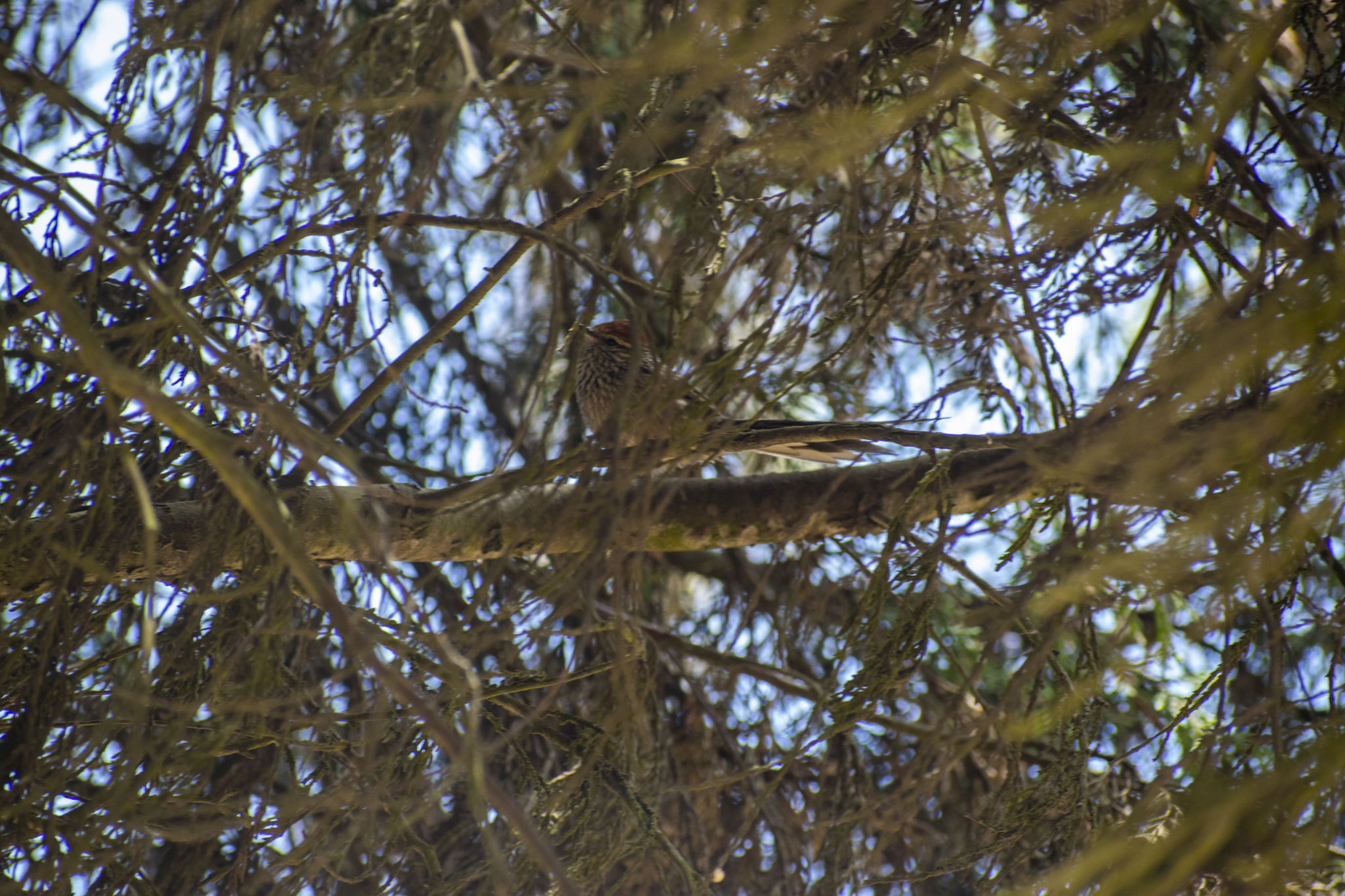 Rusty-crowned Tit-Spinetail (Leptasthenura pileata), photo 9
