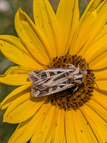 Dingy Cutworm Moth