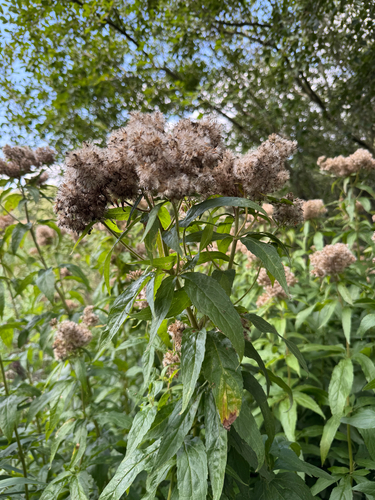 hemp agrimony