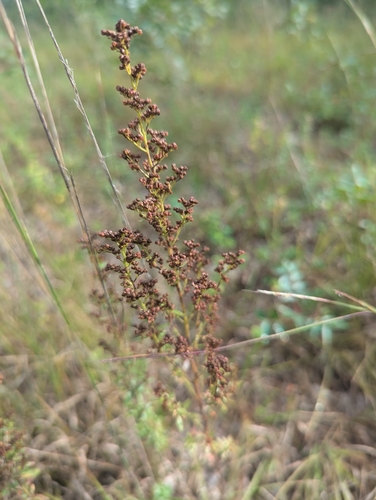 Lechea mucronata, photograph 4