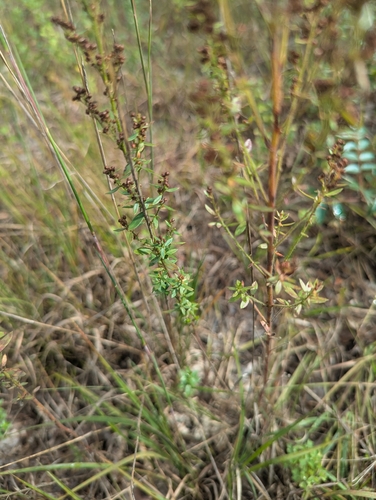 Lechea mucronata, photograph 5