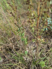 Lechea mucronata, photograph (c) Skyler Principe, some rights reserved (CC BY)