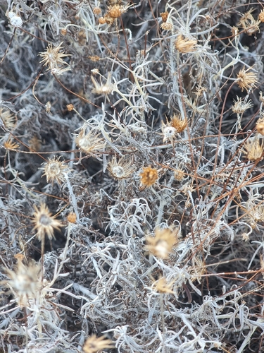 Phagnalon saxatile, photograph 6