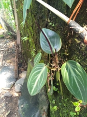 Peperomia maculosa