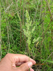 Sphenopholis intermedia