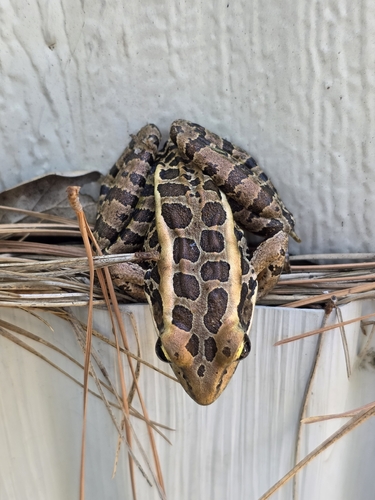 Pickerel Frog