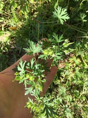Geranium bicknellii