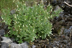 Epilobium luteum, photograph (c) John Hibbard, some rights reserved (CC BY)