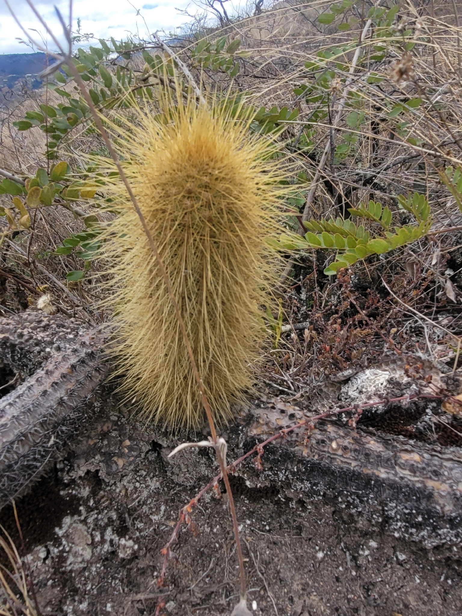 Borzicactus icosagonus