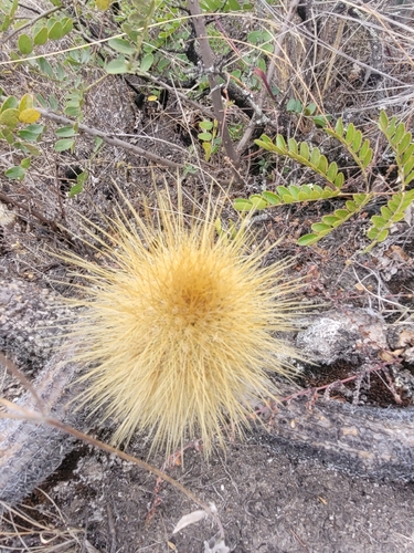 Borzicactus icosagonus