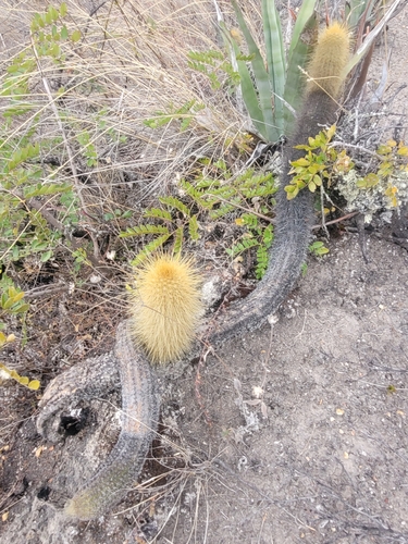 Borzicactus icosagonus