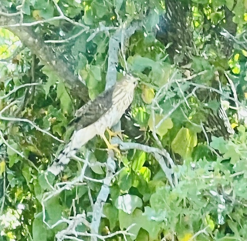 Cooper's Hawk
