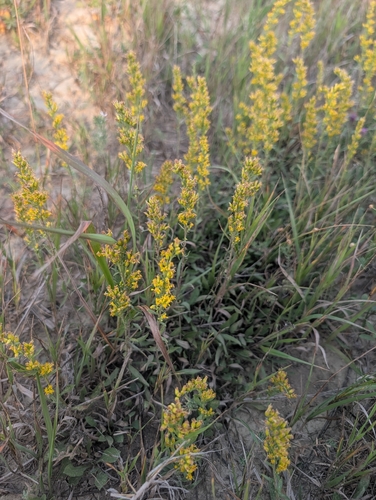 field goldenrod