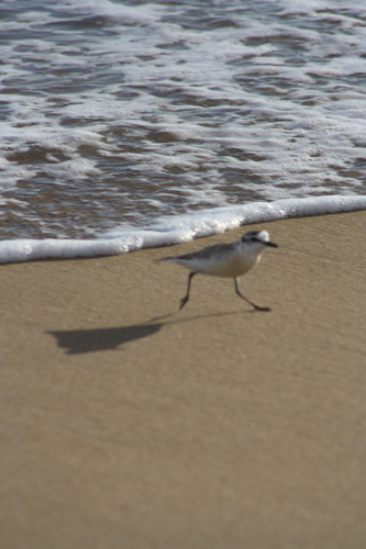 iNaturalist image