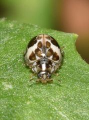 Psyllobora bicongregata