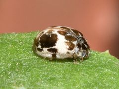 Psyllobora bicongregata