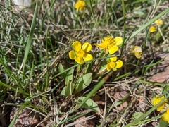 Ranunculus glaberrimus ellipticus