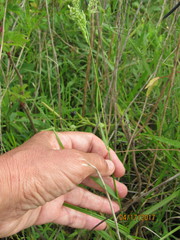 Sphenopholis intermedia