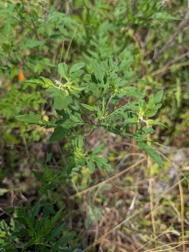 common ragweed