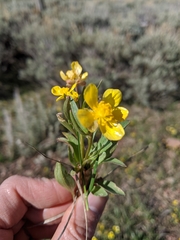Ranunculus glaberrimus ellipticus