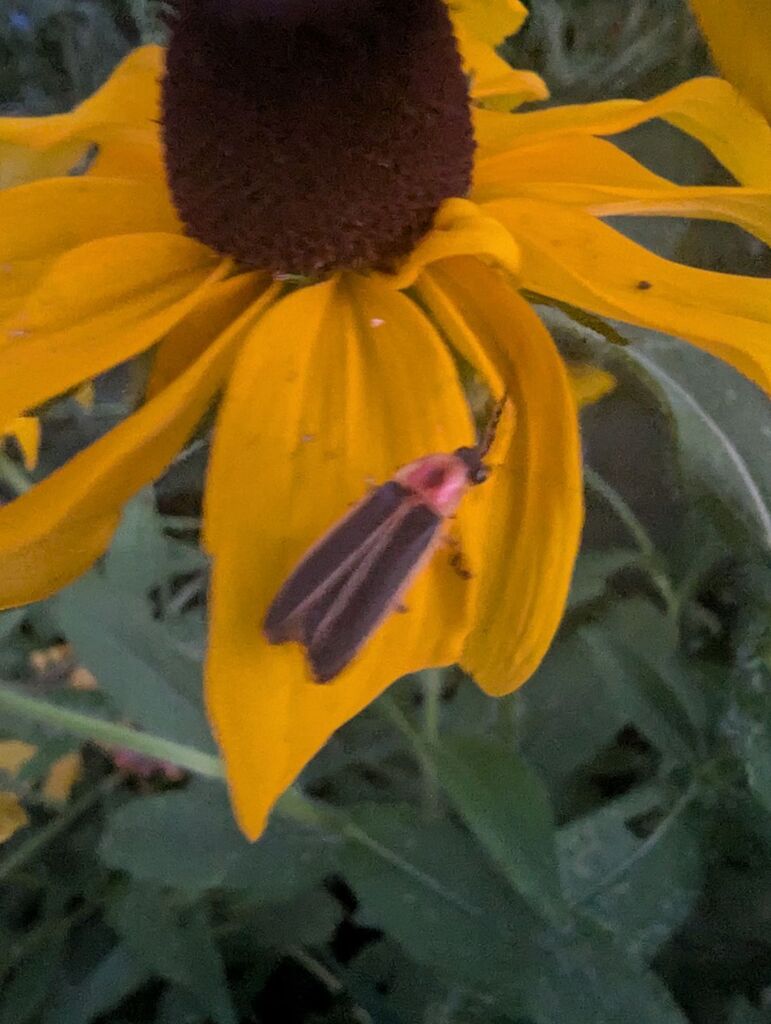 Common Eastern Firefly