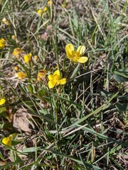 Ranunculus glaberrimus ellipticus
