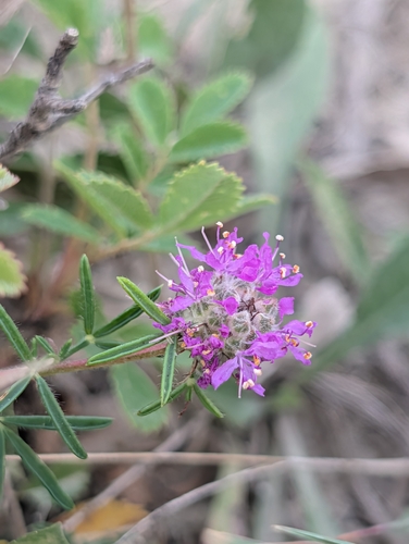 purple prairie clover