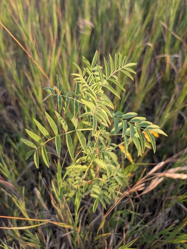 Wild Licorice