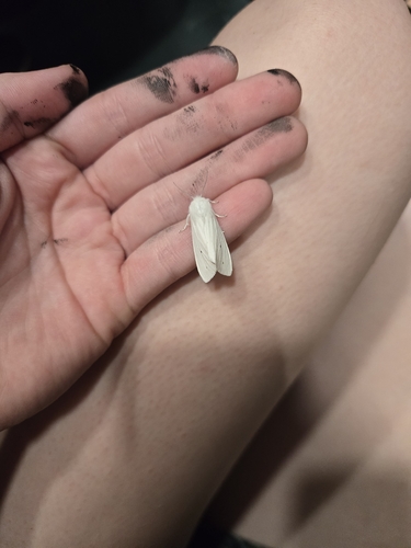Virginian Tiger Moth