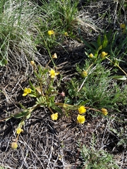 Ranunculus glaberrimus ellipticus