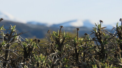 Azorella prolifera, photograph 6