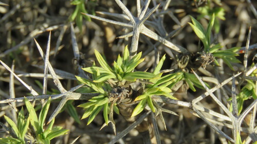 Azorella prolifera, photograph 5