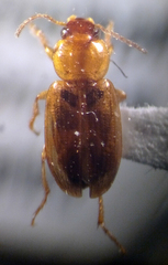 Agonoleptus conjunctus