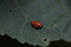 Alagoasa bipunctata tritaenioides