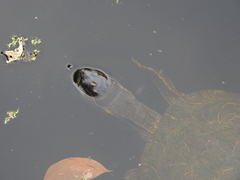 Trachemys venusta