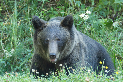 Eurasian Brown Bear