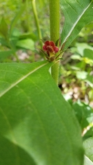 Triosteum perfoliatum