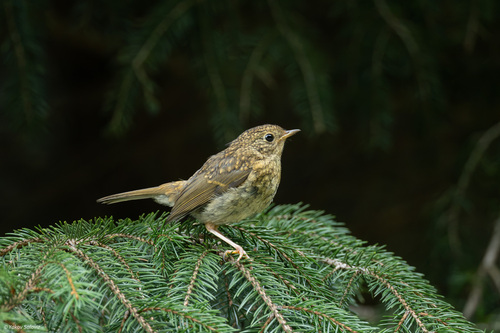 European Robin