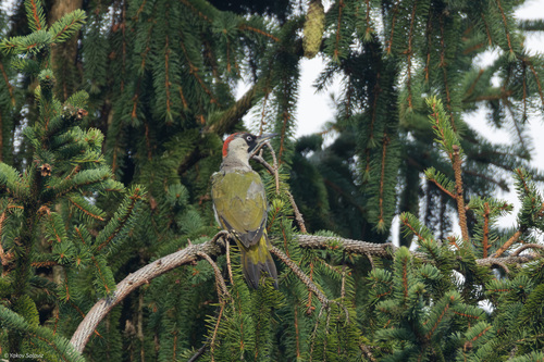 Eurasian Green Woodpecker